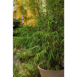 BAMBOU FARGESIA RUFA POT 4.5L