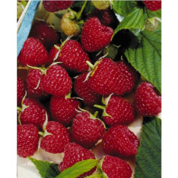 FRAMBOISIER REMONTANT HERITAGE POT 1L6