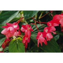 BEGONIA DRAGON POT 0L5