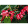 BEGONIA DRAGON POT 0L5