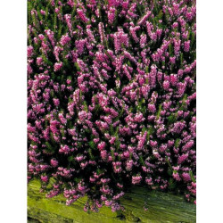 BRUYERE ERICA VARIEE POT 1 LITRE