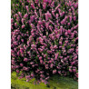 BRUYERE ERICA VARIEE POT 1 LITRE