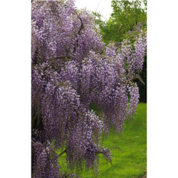 GLYCINE POT 4L