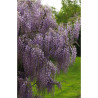 GLYCINE POT 4L