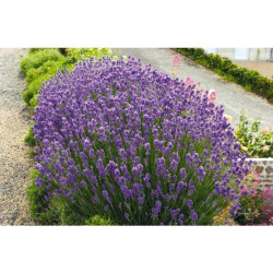 LAVANDE POT 2L