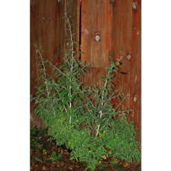 MURIER RUBUS POT 4L