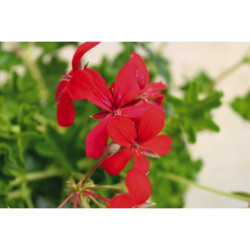 GERANIUM LIERRE SIMPLE POT 0.5L