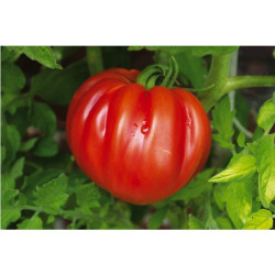 TOMATE COEUR BOEUF POT 10.5cm