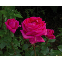 ROSIERS VARIES POT 4L
