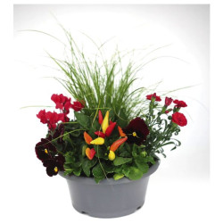 COMPOSITION AUTOMNE EXTERIEUR COUPE 23cm