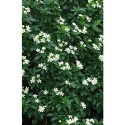 ORANGER DU MEXIQUE POT 4.5L