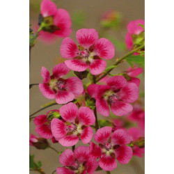 ANISODONTEA EL RAYO POT 2.5L