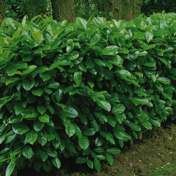 LAURIER PALME POT 4.5L