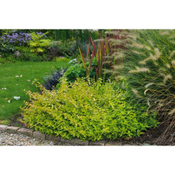 ABELIA KALEIDOSCOPE POT 4.5 L