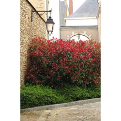 PHOTINIA POT 7L