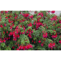 FUCHSIA POT 3L