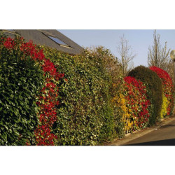 GROSEILLIER A FLEUR POT 4.5L