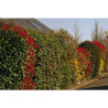 PHOTINIA FRASERI RED ROBIN POT 4.5L