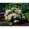 PITTOSPORUM VARIEGATUM/ELISABETH POT 2L