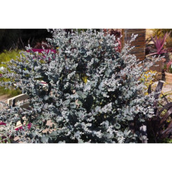 EUCALYPTUS GUNN.SILVERANA POT 4.5L