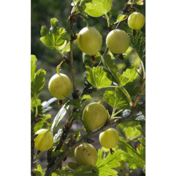 GROSEILLIER BLANC POT 4.5L
