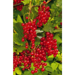 GROSEILLIER ROUGE À GRAPPES POT 4.5L