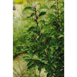 LAURIER DU PORTUGAL BRENELIA POT 2L
