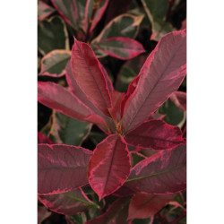 PHOTINIA PINK MARBLE POT 4.5L