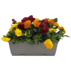 PENSEE VARIEE JARDINIERE 40cm