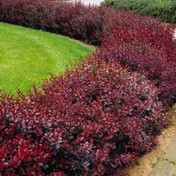 HAIE BERBERIES ROUGES POT 4.5L