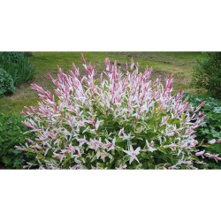 SAULE CREVETTE POT 4.5L