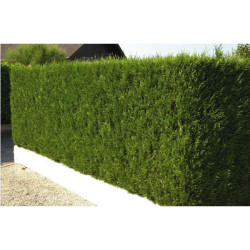 THUJA GEANT ATROVIRENS POT 2.5L