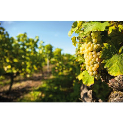 VIGNE DE TABLE ITALIA DORE POT 2L