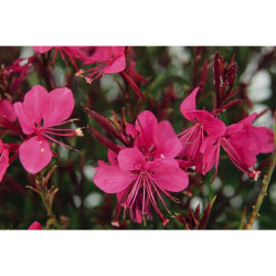 CAMPANULE BLEUE POT 0.5L