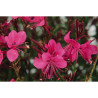 CAMPANULE BLEUE POT 0.5L